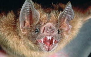vampire-bat.medium