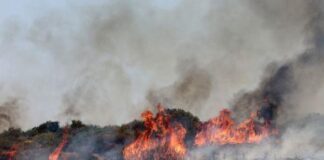 Παράτυπη και παράνομη η απόφαση Υπουργικού για Τμήμα Δασών, αναφέρουν Πρώην Δ/ντες και καλούν τον Πρόεδρο να αναθεωρήσει
