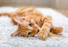 Επικίνδυνη η συγκατοίκηση με γάτες: Διπλασιάζει τον κίνδυνο… σχιζοφρένειας και σχετικών ψυχικών διαταραχών!