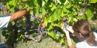 Ολοκλήρωσε πληρωμές €25,5 εκ. για στήριξη του αμπελοοινικού τομέα ο ΚΟΑΠ