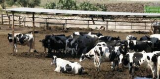 Στην Κύπρο οι εμπειρογνώμονες Κομισιόν για αφθώδη πυρετό στα κατεχόμενα