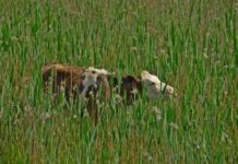 Κτηνιατρικές Υπηρεσίες: Δεν μεταδίδεται στον άνθρωπο ο αφθώδης πυρετός