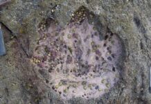 Τα πουλιά μπορεί να είναι έως και 60 εκατομμύρια χρόνια παλαιότερα απ’ ό,τι πιστεύαμε