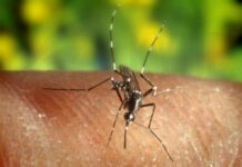 Υπό ανάπτυξη στην Κύπρο η συστηματική επιτήρηση των κουνουπιών Culex, σύμφωνα με έκθεση ECDC
