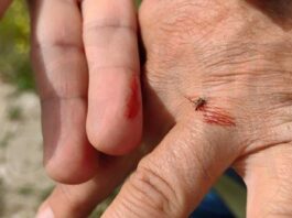 Ο Δήμος Λάρνακας καλεί τους δημότες σε συνεργασία για περιορισμό των κουνουπιών