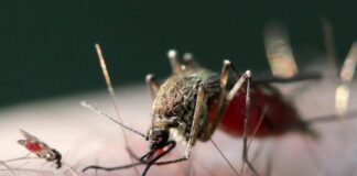 Τσικουνγκούνια: Συναγερμός σε Κίνα και Ρωσία από την ραγδαία εξάπλωση του ιού