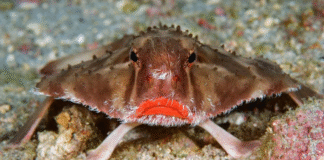 Red-lipped batfish: To ψάρι με τα έντονα κόκκινα «χείλη» που «περπατά» στον βυθό του ωκεανού