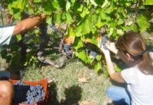 Ολοκλήρωσε πληρωμές €25,5 εκ. για στήριξη του αμπελοοινικού τομέα ο ΚΟΑΠ