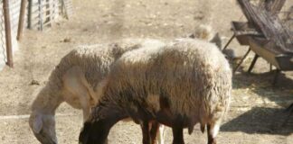Φθάνουν αύριο στην Κύπρο οι Ευρωπαίοι εμπειρογνώμονες για αφθώδη πυρετό