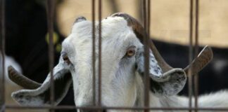 Πανικός για τα κρούσματα αφθώδους πυρετού σε κτηνοτροφικές μονάδες