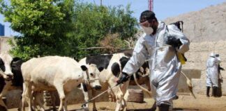 Θανατώθηκαν οι αγελάδες που εντοπίστηκαν με ιό-Αύριο θα αρχίσει η θανάτωση των αιγοπροβάτων