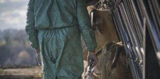 Μετάκληση ομάδας εμπειρογνωμόνων στην Κύπρο λόγω αφθώδους πυρετού