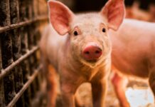 Νέα πανδημία; Ύποπτη μετάδοση γρίπης των χοίρων από άνθρωπο σε… άνθρωπο – Συναγερμός και έκτακτη παρέμβαση από Ισπανία