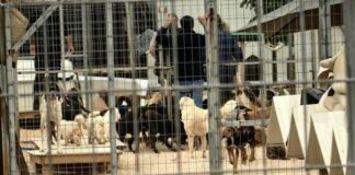 Ψηφίστηκαν προτάσεις νόμου και ν/σ για την ευημερία των σκύλων