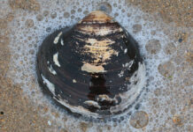 Το μακροβιότερο ζωντανό μύδι στον κόσμο έζησε για 507 χρόνια