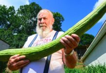 Αγγούρι 93 εκατοστών από το Kazan μπήκε στο ρωσικό ρεκόρ Guinness