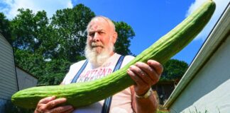 Αγγούρι 93 εκατοστών από το Kazan μπήκε στο ρωσικό ρεκόρ Guinness