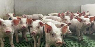 Αφθώδης πυρετός: Επιβεβαιώθηκε πρώτο θετικό χοιροστάσιο στο Παλιομέτοχο με 4000 χοίρους