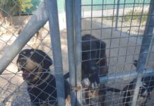 Απογοήτευση φιλοζωικής οργάνωσης για περί Σκύλων Νόμο