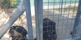 Απογοήτευση φιλοζωικής οργάνωσης για περί Σκύλων Νόμο