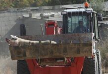 Θανατώνονται οι χοίροι στο Παλιομέτοχο, είπε Σ. Γεωργιάδου, ζητά ευλάβεια τήρησης μέτρων