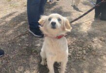 Ψηφίστηκαν δύο τροποποιήσεις για τον περί σκύλων νόμο