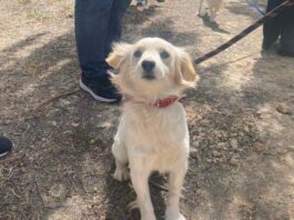 Ψηφίστηκαν δύο τροποποιήσεις για τον περί σκύλων νόμο