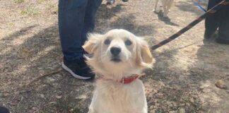 Ψηφίστηκαν δύο τροποποιήσεις για τον περί σκύλων νόμο