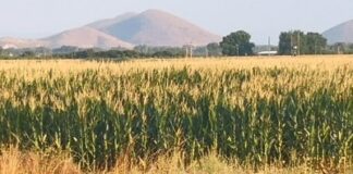 O πόλεμος σπρώχνει σε αναζήτηση εναλλακτικών στα χημικά λιπάσματα