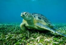 Η φύση βρήκε λύση: Η Caretta caretta καταβροχθίζει τον λαγοκέφαλο