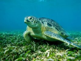 Η φύση βρήκε λύση: Η Caretta caretta καταβροχθίζει τον λαγοκέφαλο