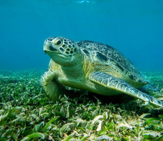 Η φύση βρήκε λύση: Η Caretta caretta καταβροχθίζει τον λαγοκέφαλο