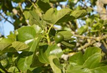Δεν είναι μόνο ο καρπός αλλά και τα φύλλα συκιάς στο μαγείρεμα είναι νόστιμα