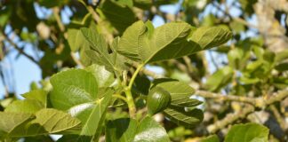Δεν είναι μόνο ο καρπός αλλά και τα φύλλα συκιάς στο μαγείρεμα είναι νόστιμα