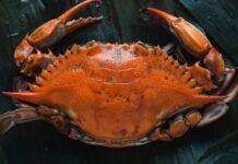 Εντοπίστηκε στη Ρόδο σπάνιο ξενικό καβούρι από τον Ινδικό Ωκεανό – Πρώτη καταγραφή στα ελληνικά νερά