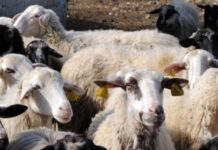 Πάνω από 40% η μηνιαία μείωση σε αιγοειδή-πρόβατα τον Μάιο, σύμφωνα με Στατιστική