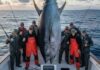 Τόνο… τέρας 506 κιλών έπιασαν Αμερικανοί ψαράδες στα δίχτυα τους, καταρρίπτοντας ιστορικό ρεκόρ