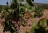 Διαμαρτυρία αμπελουργών Τροόδους -Ζητούν στήριξη από Κυβέρνηση
