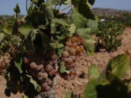 Διαμαρτυρία αμπελουργών Τροόδους -Ζητούν στήριξη από Κυβέρνηση
